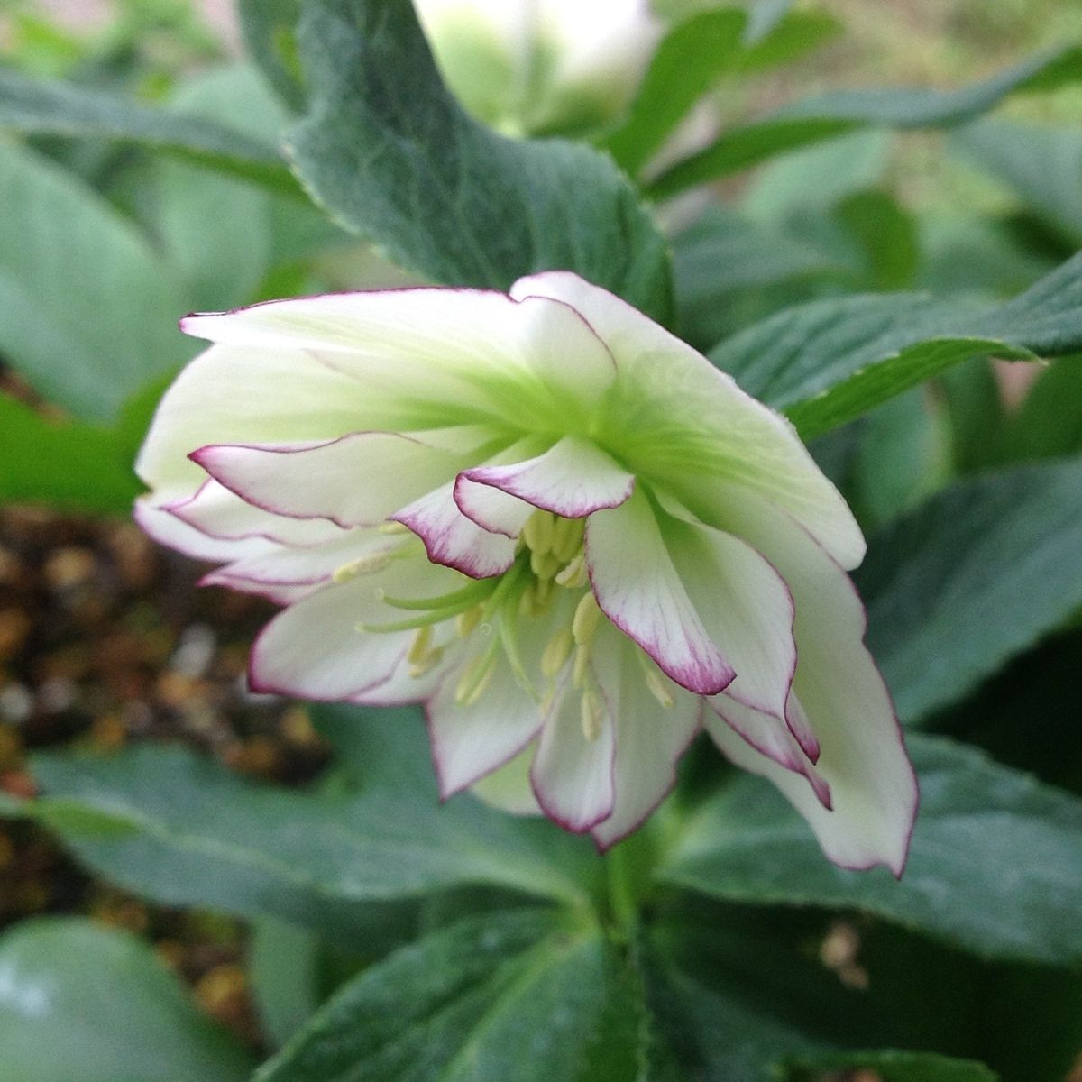 明るい花…八重山吹❗️