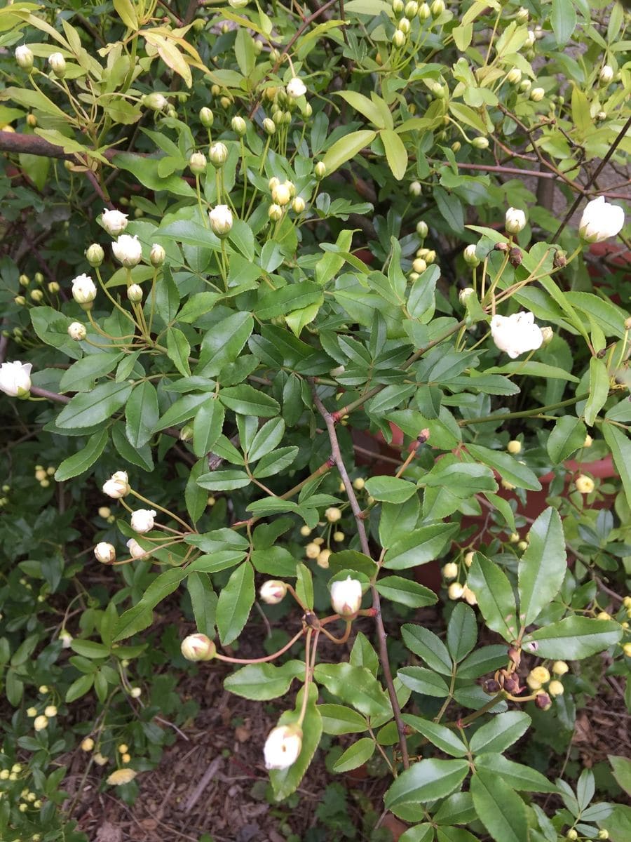 今日の薔薇