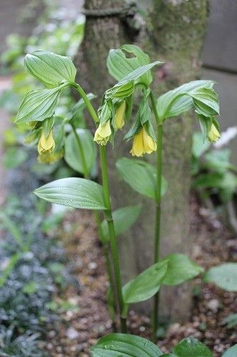 今日は地味目な花ばかり②