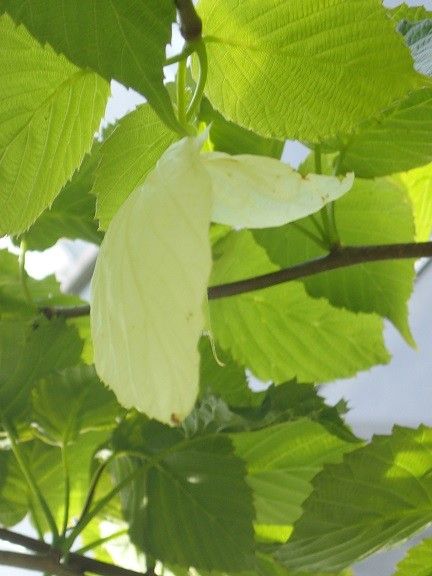 ハンカチノキ　初開花