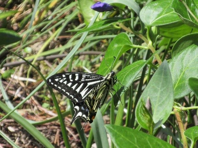 初揚羽蝶とこぼし種からのオダマキ開花