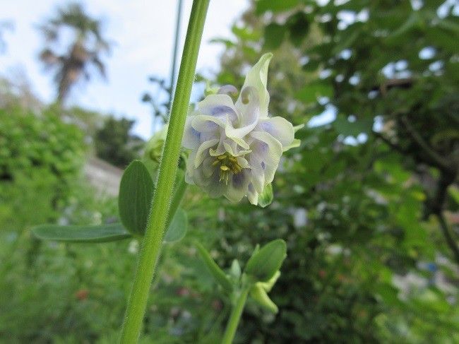 初揚羽蝶とこぼし種からのオダマキ開花