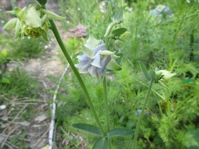 初揚羽蝶とこぼし種からのオダマキ開花