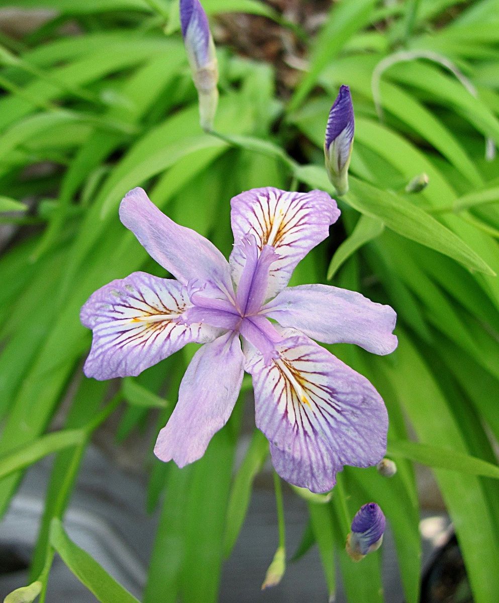 ヒメシャガの花