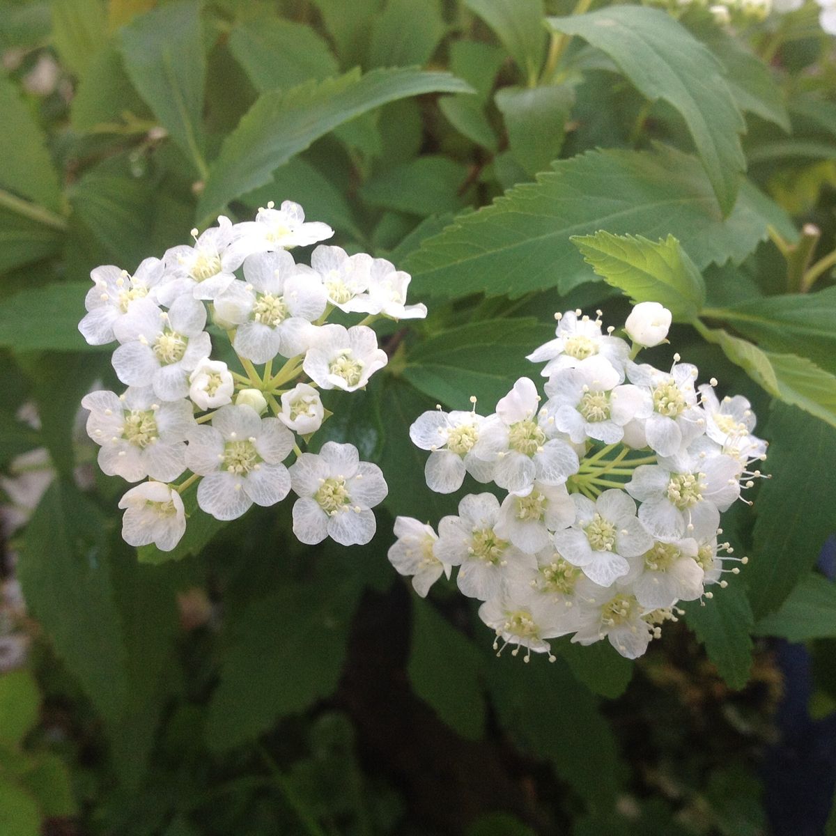 小手毬の花は半透明⁉️