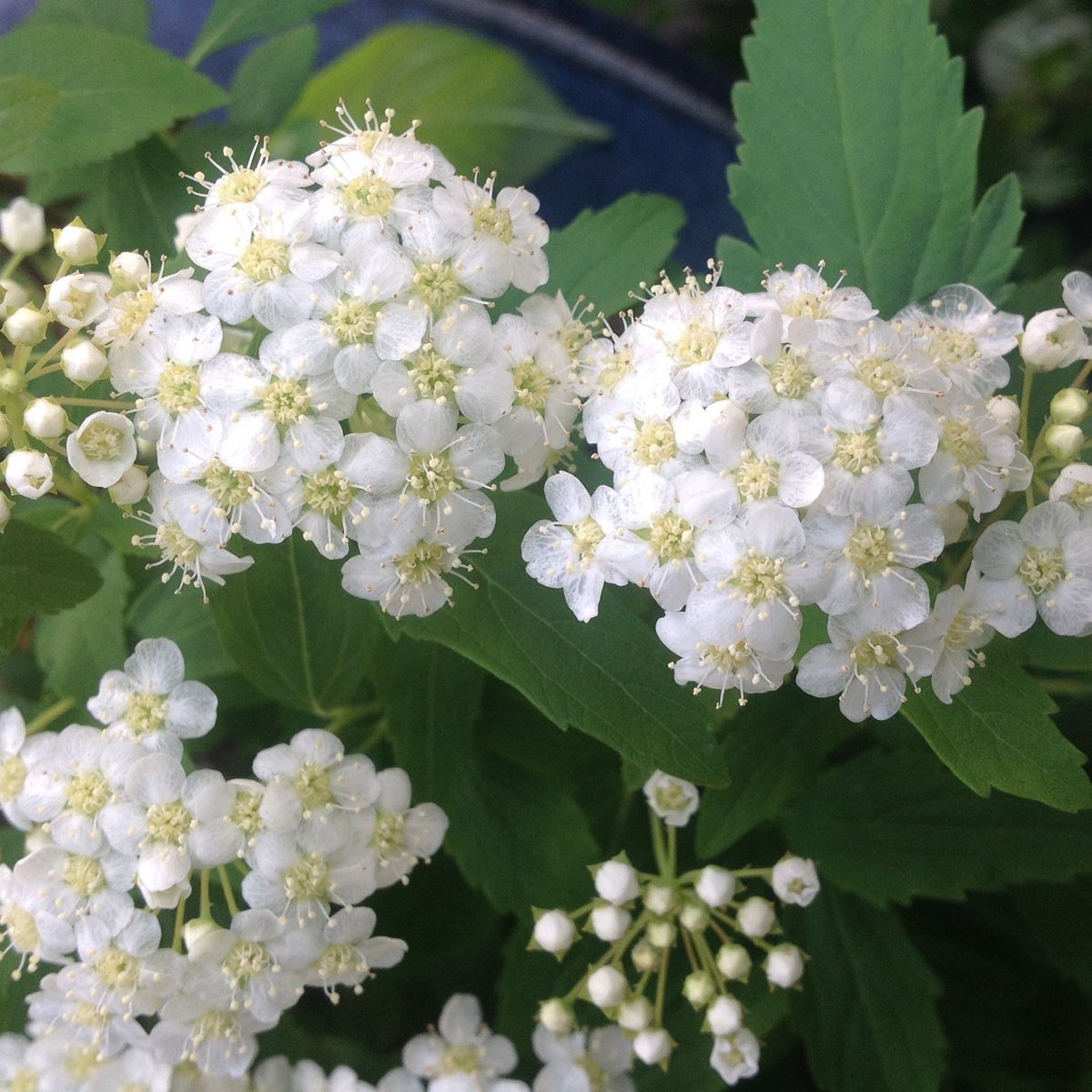 小手毬の花は半透明⁉️