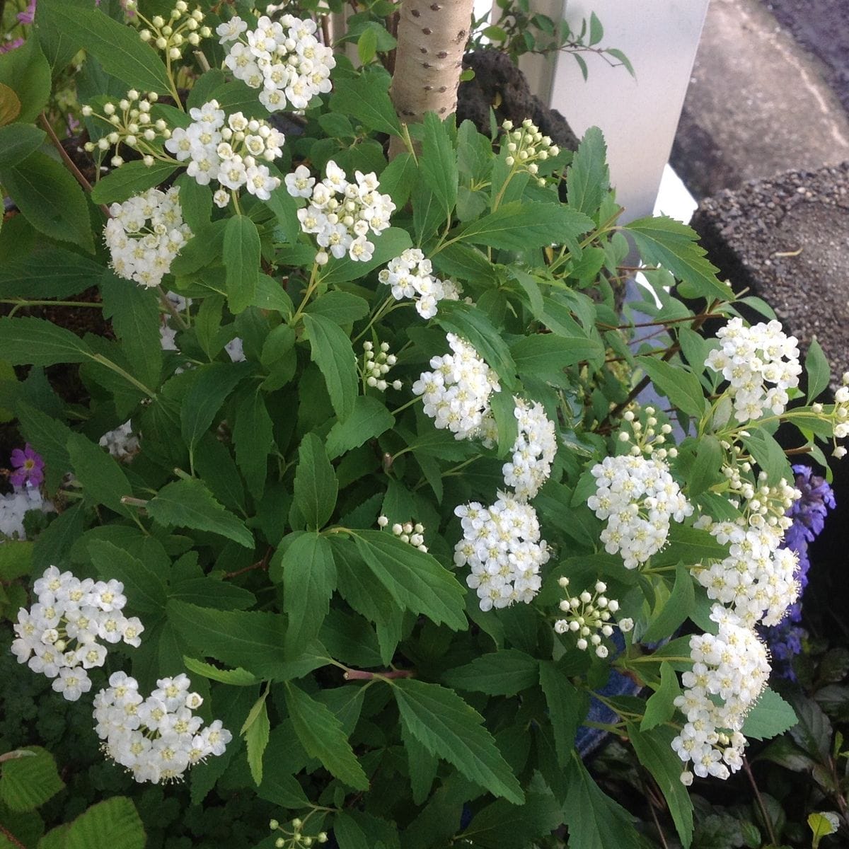 小手毬の花は半透明⁉️