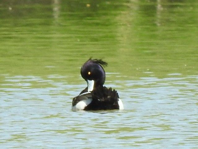 キジも鳴かずば…