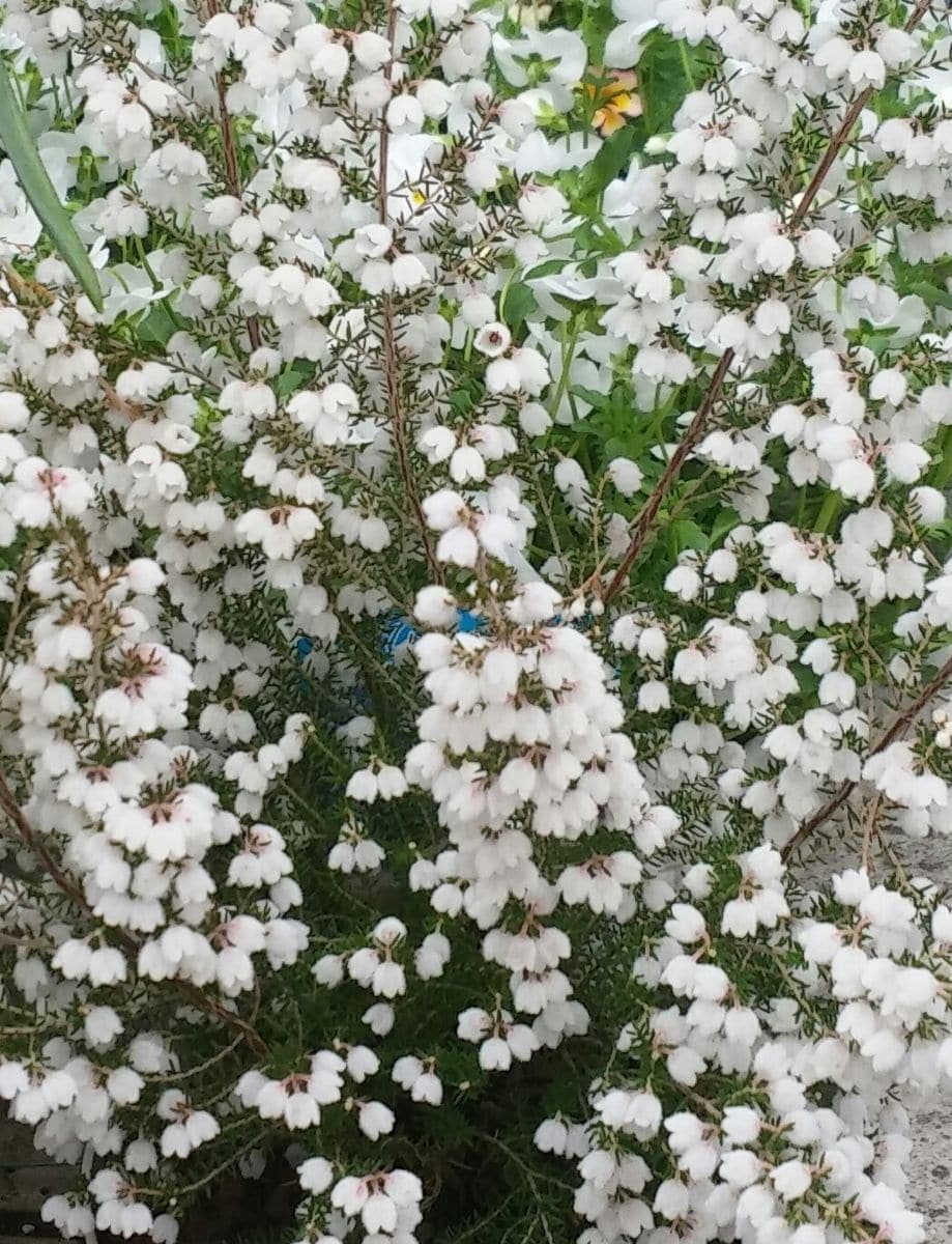 開くんじゃん🌼