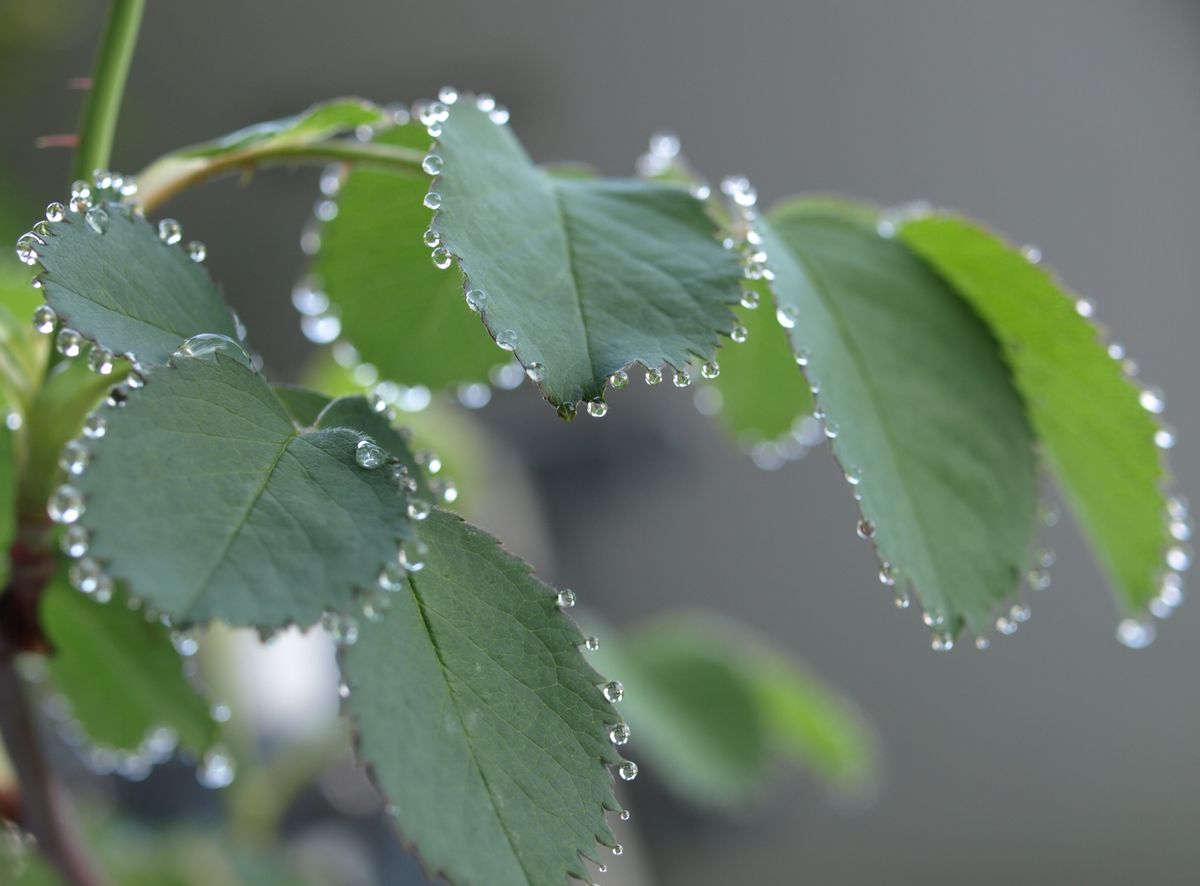 雨上がりに