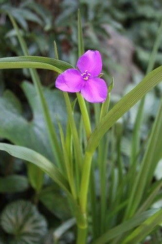 紫の花