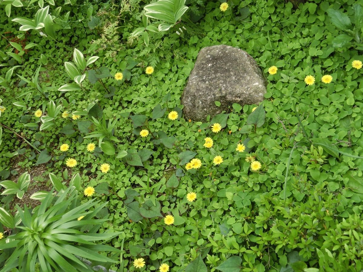 咲かせてみました