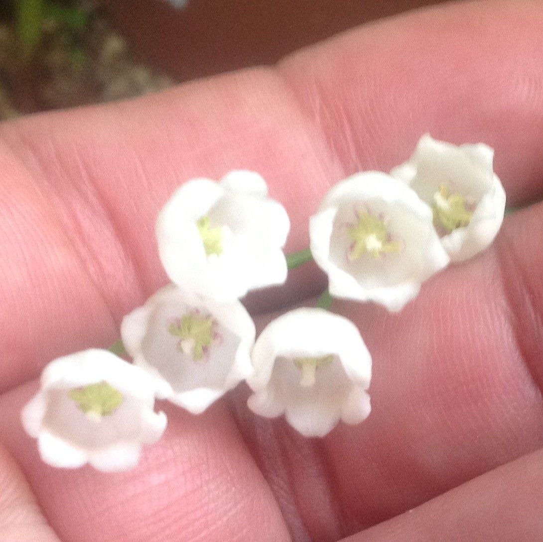 鈴蘭の開花…ドイツスズランなの⁉️