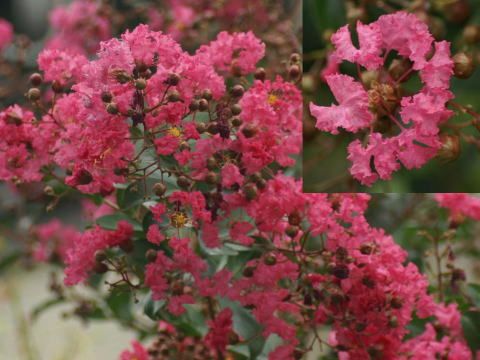 百日紅の花