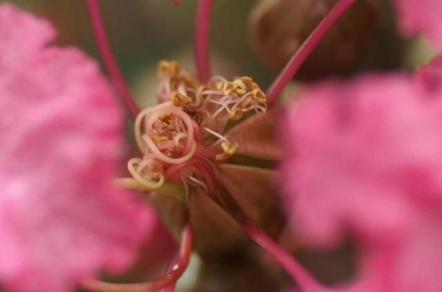 百日紅の花