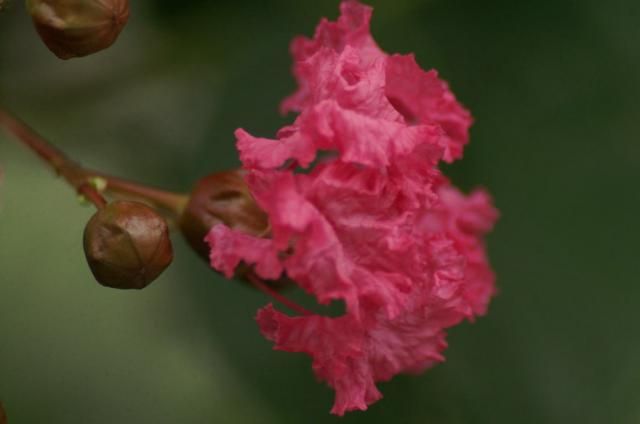 百日紅の花