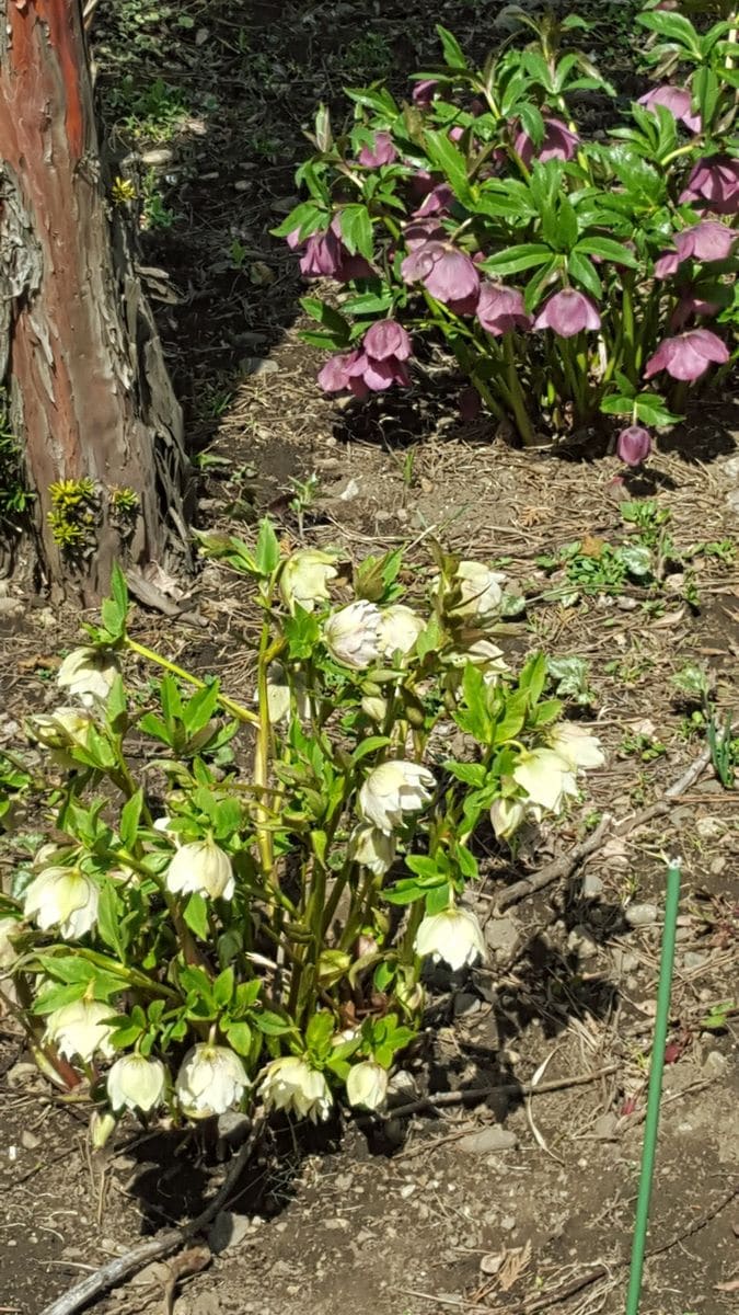 お花のシーズン、始まりました！