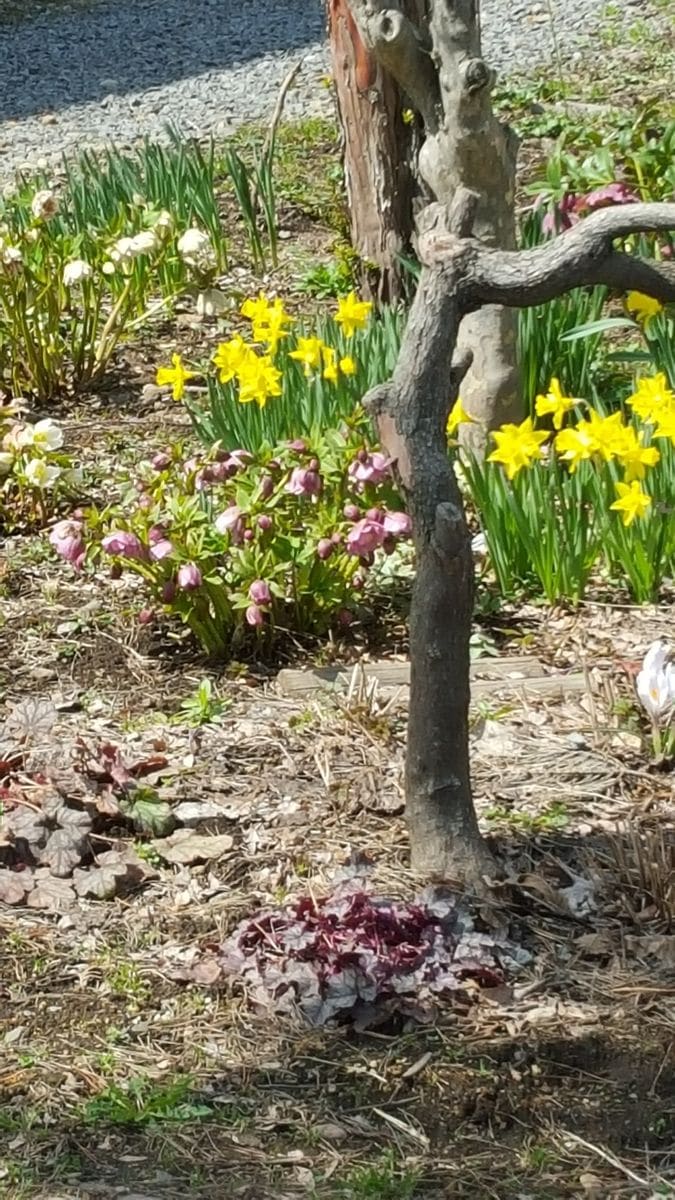 お花のシーズン、始まりました！