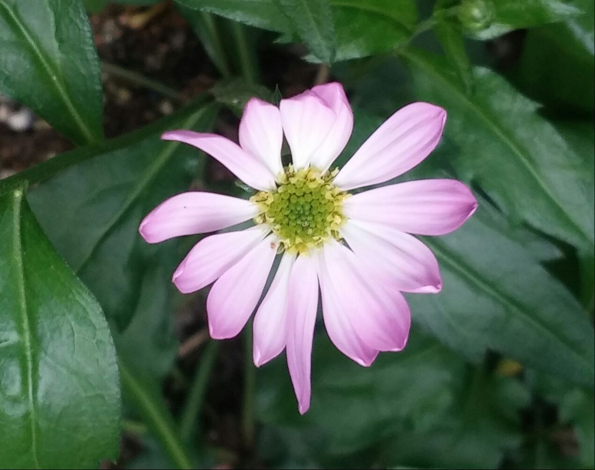 ピンクのお花が咲きました