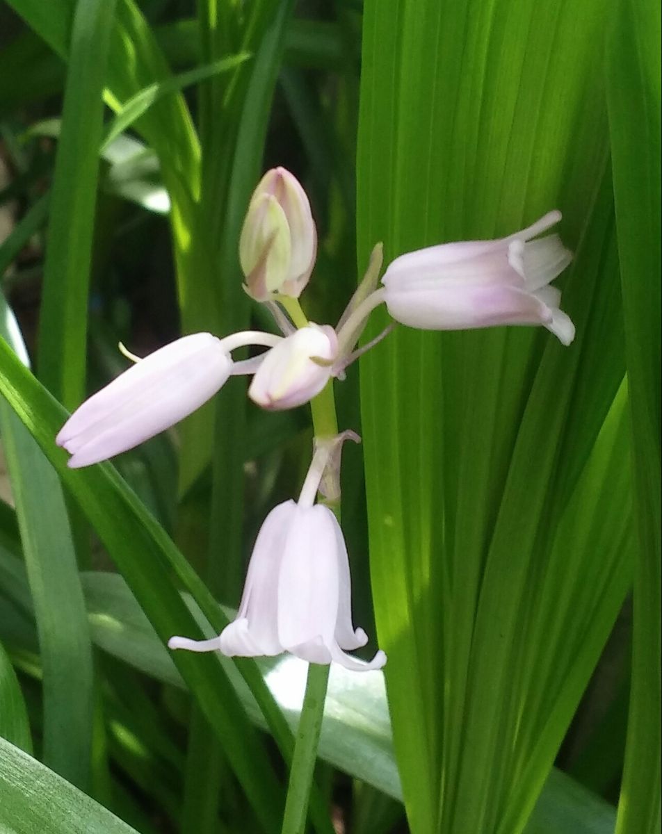 ピンクのお花が咲きました