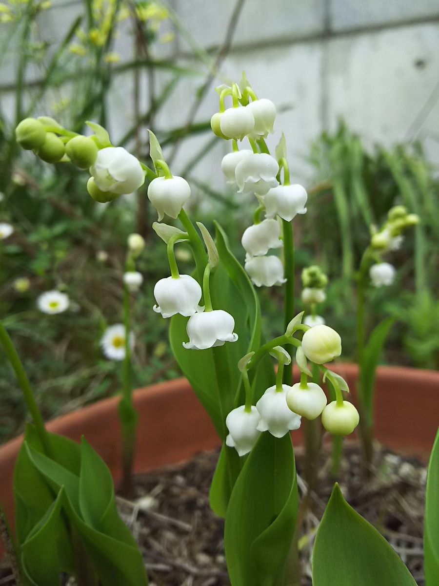 夏菜園の準備（2）