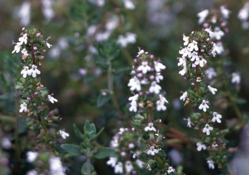 【植物図鑑】タイムなど4種類の情報追加