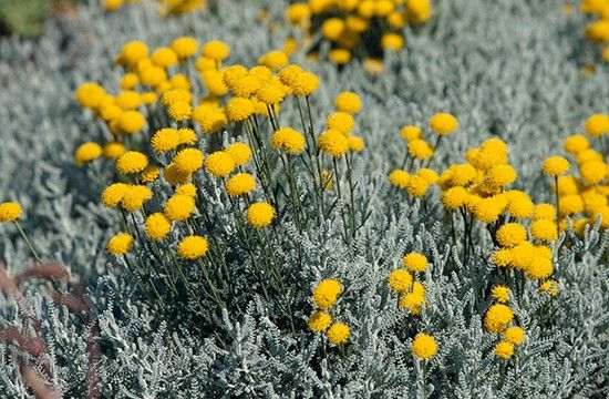 【植物図鑑】タイムなど4種類の情報追加