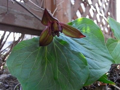 チョイ地味な花たち