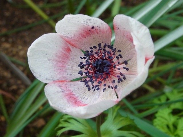 春のお花達