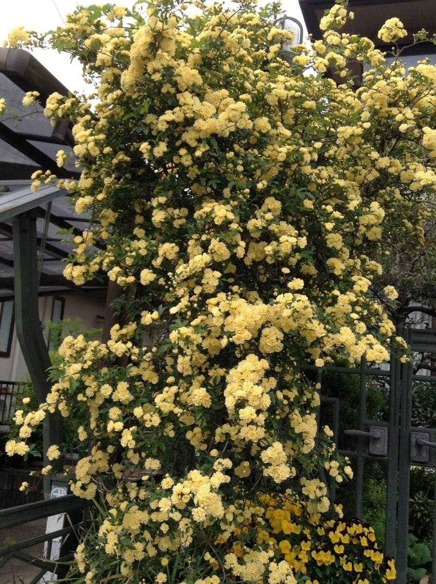 よそ様の花木が綺麗です！    モッコウバラ！