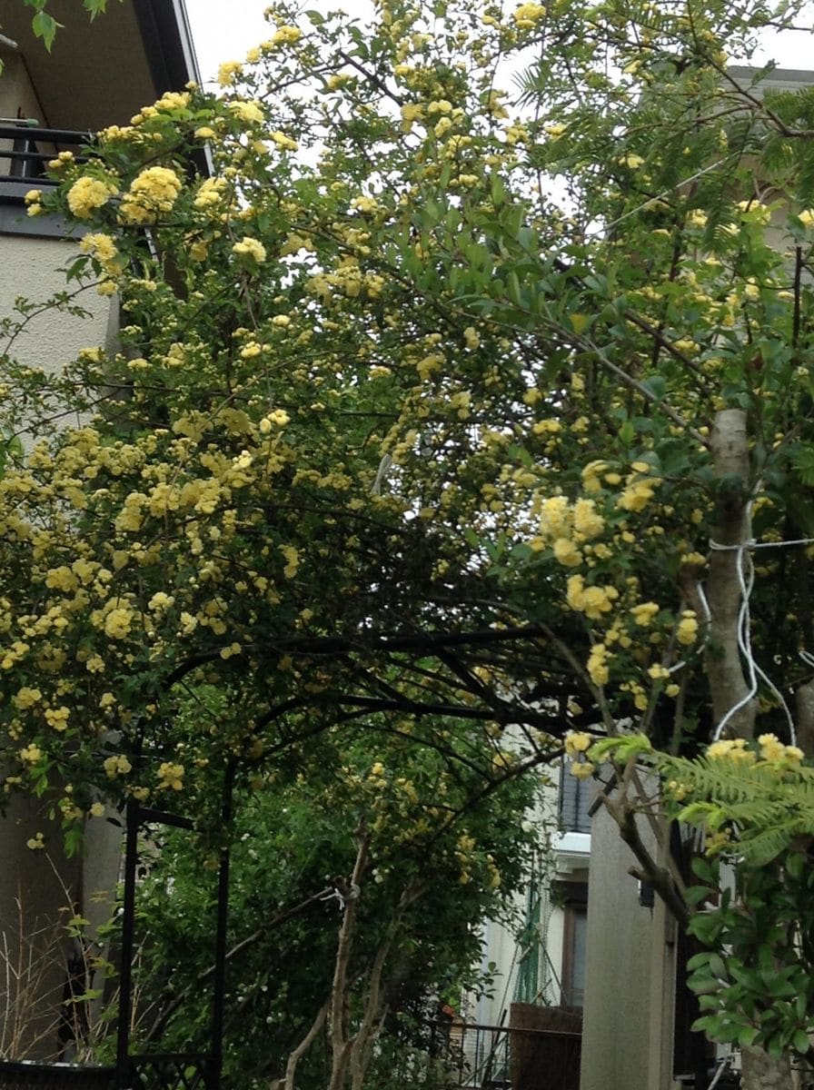 よそ様の花木が綺麗です！    モッコウバラ！