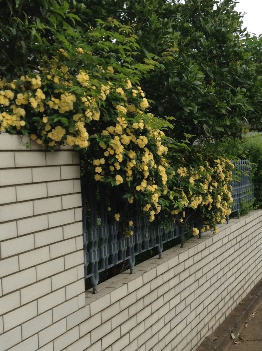 よそ様の花木が綺麗です！    モッコウバラ！