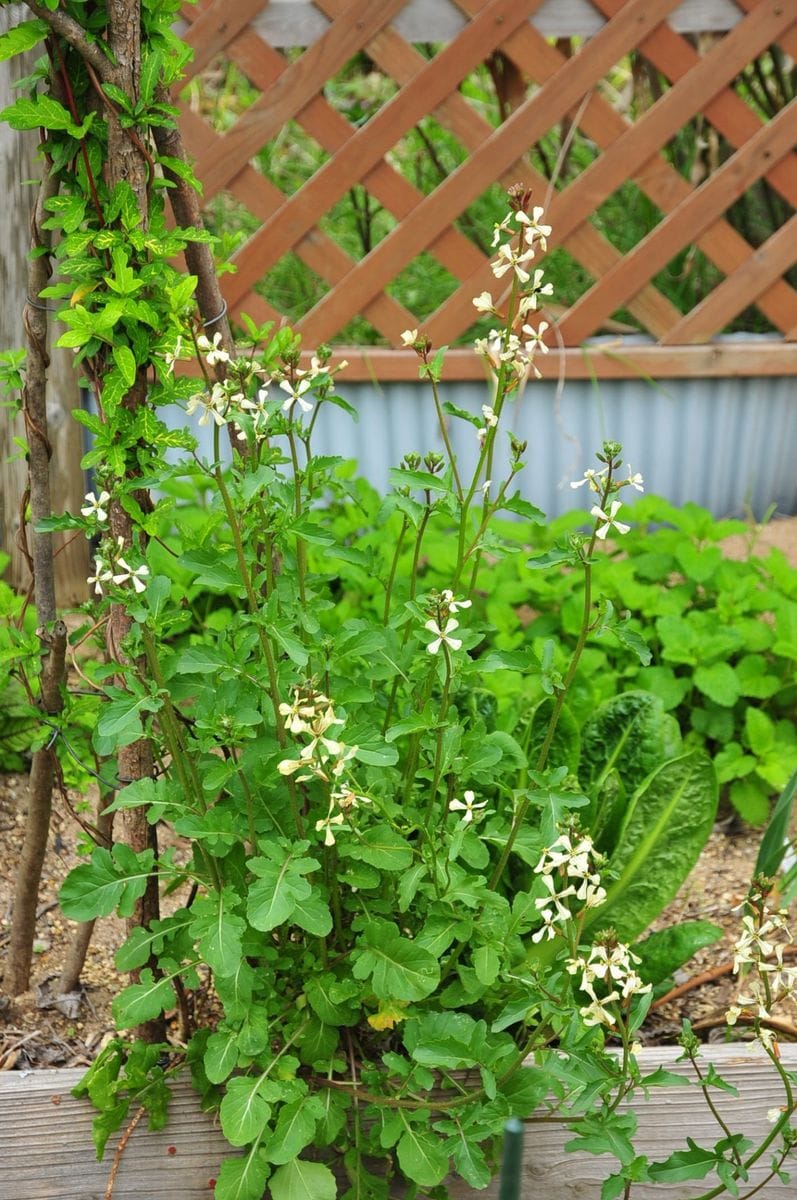 ポタジエの花