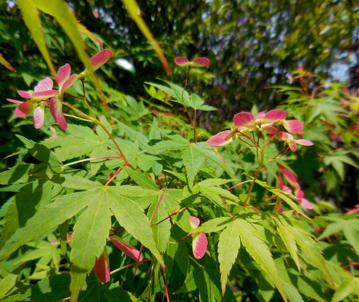 今日の花