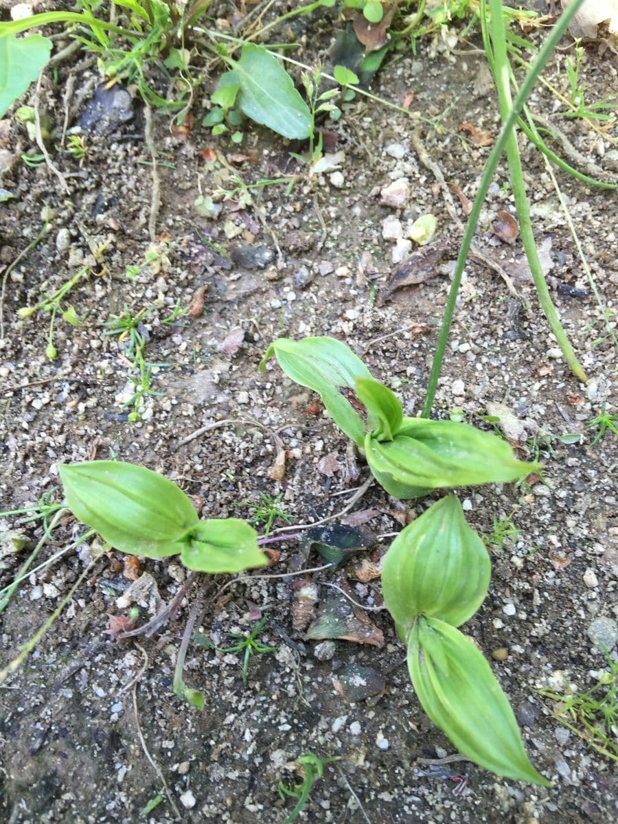 今日の花    2