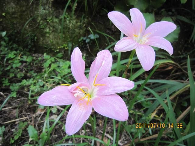 夏こそ園芸