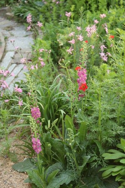 ４月の荒れ地ガーデン