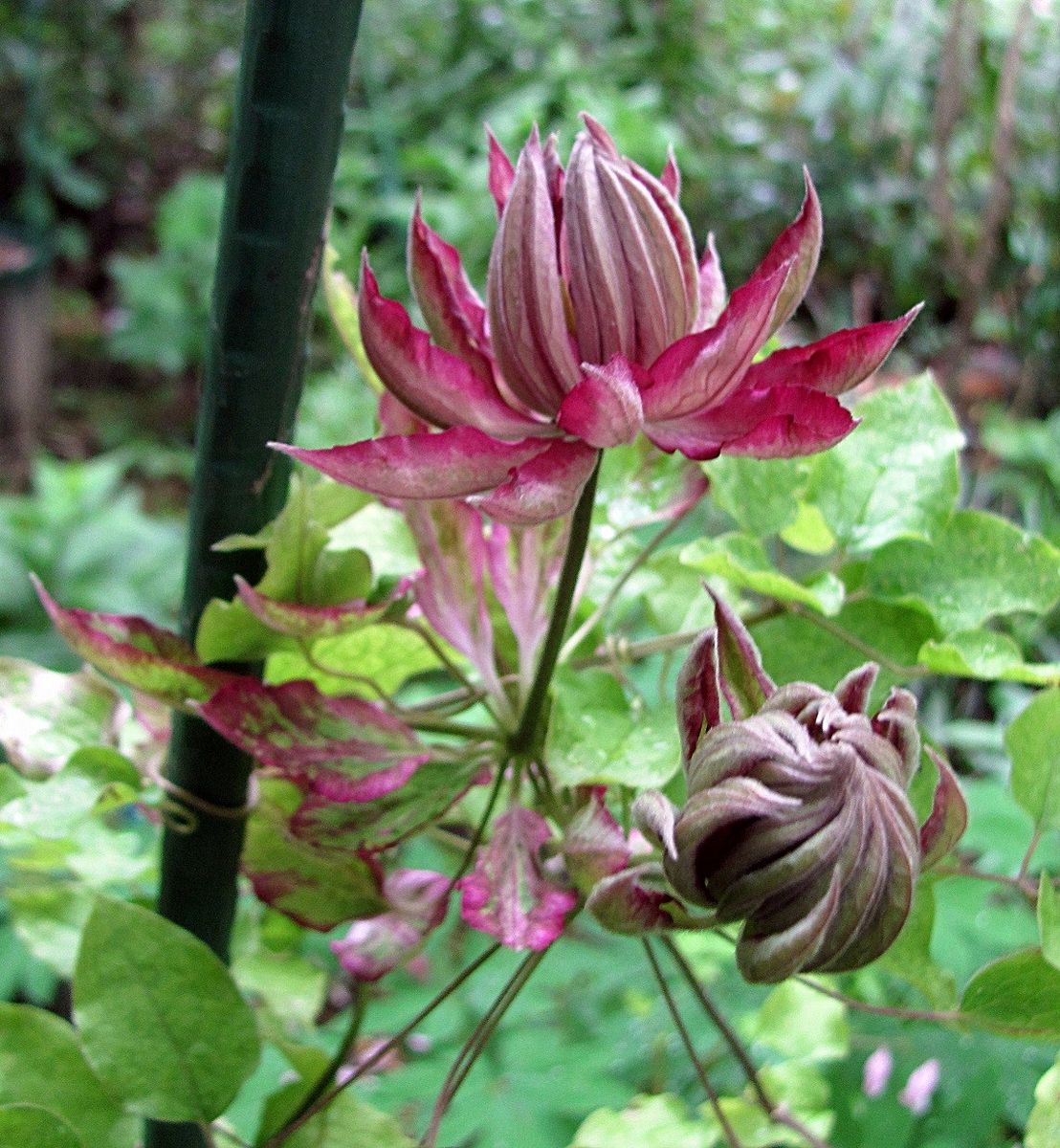 クレマ・花炎の１週間