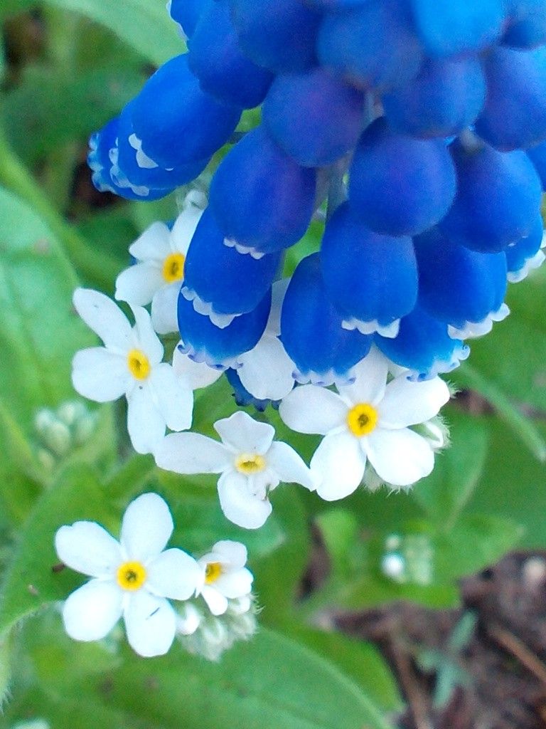 りんごの蕾ちゃん★タイツリソウ★わすれな草