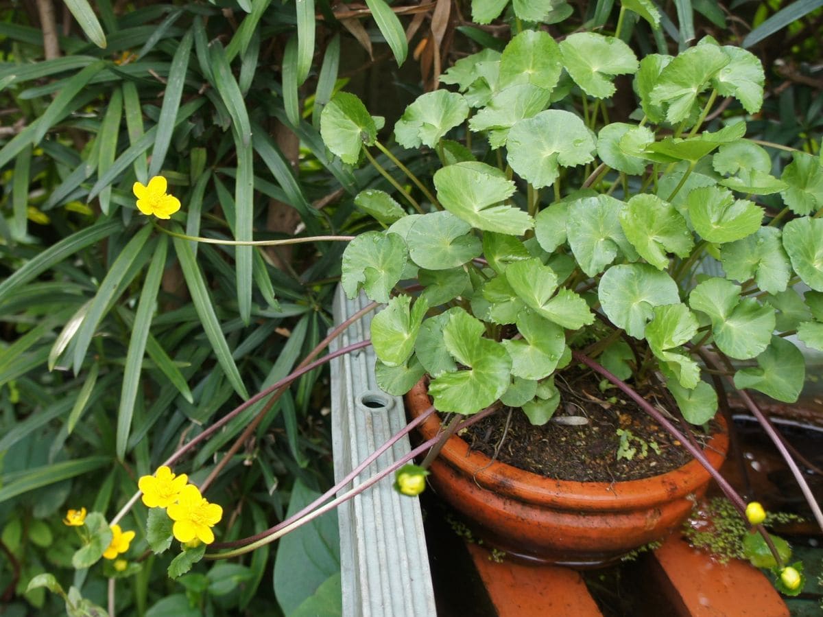 狐　猿　蜘蛛の名前の付いた植物