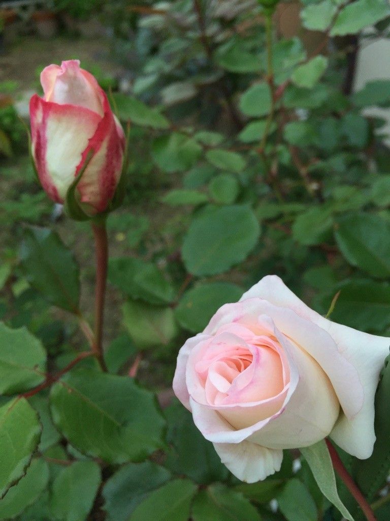 今日の「ビミョーに開花組」(*´-ω・)ﾝ?