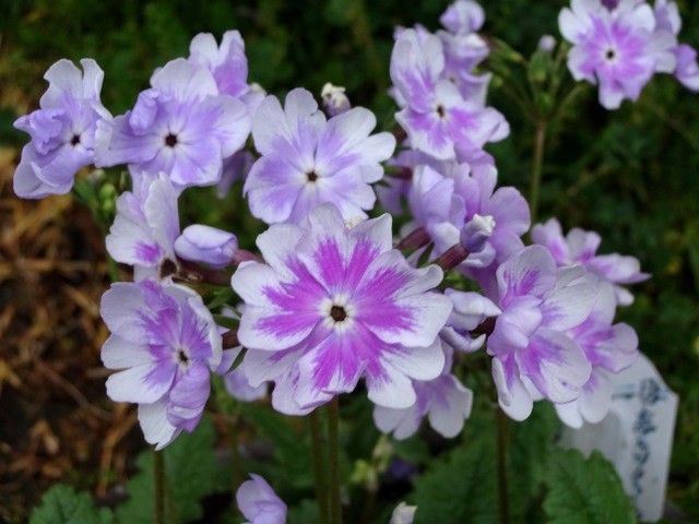 今朝の日本桜草