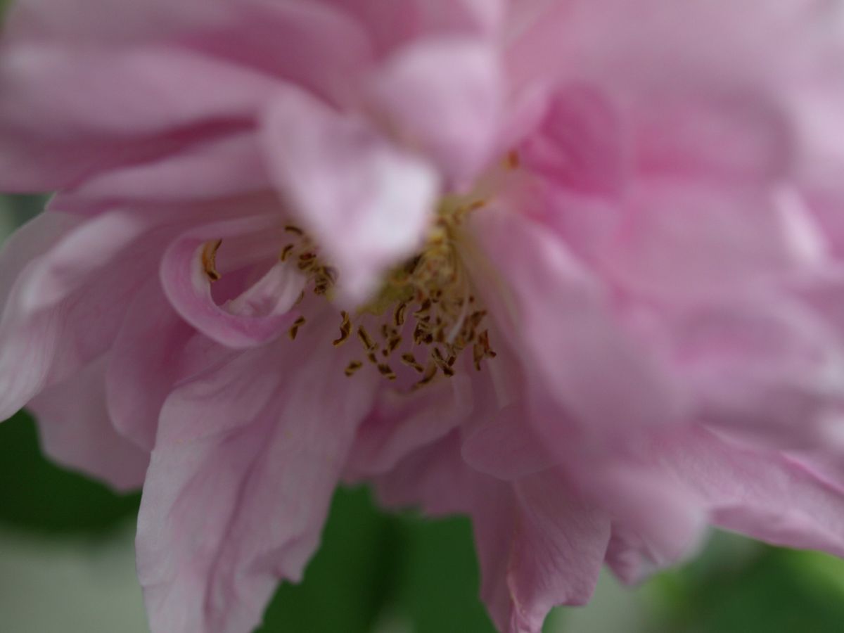 地鎮祭とベランダの花