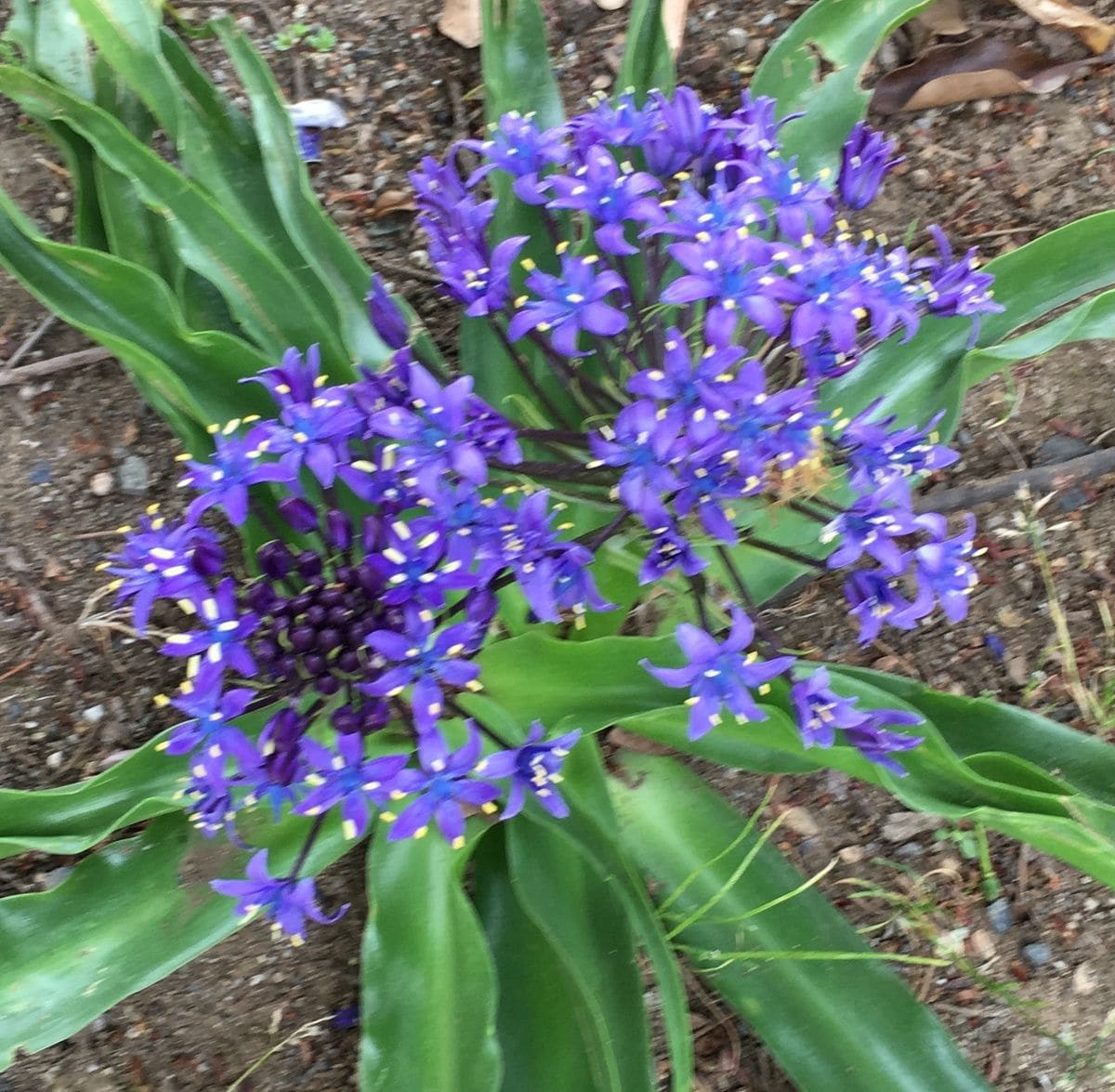 今朝のクレマチス🌸