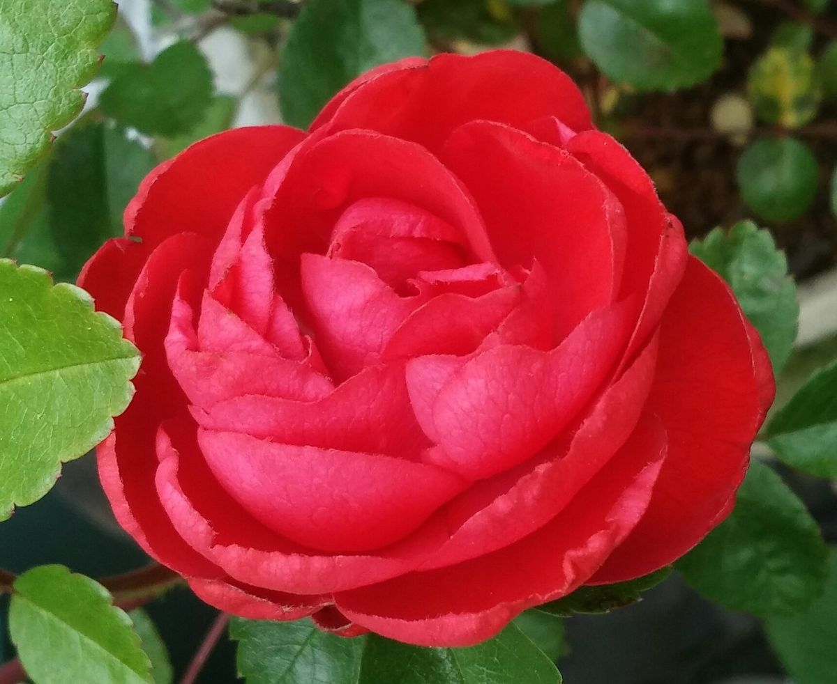 バラちゃんシーズン🌹雨のスタート