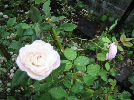 今日は晴れのち雨でした