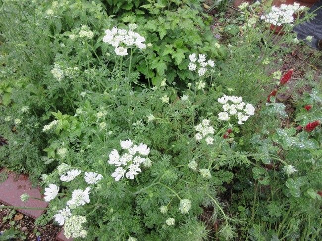 雨でかわいそうなお花たち