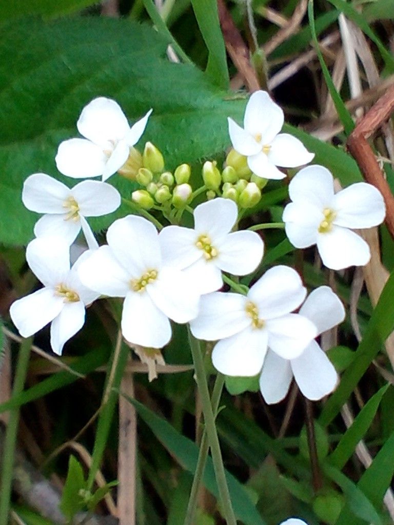 これは、草ですか(*^^*)