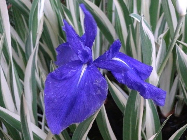 雨に濡れたアヤメ科の花