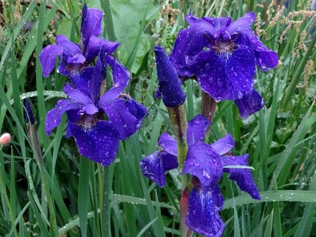 雨に濡れたアヤメ科の花